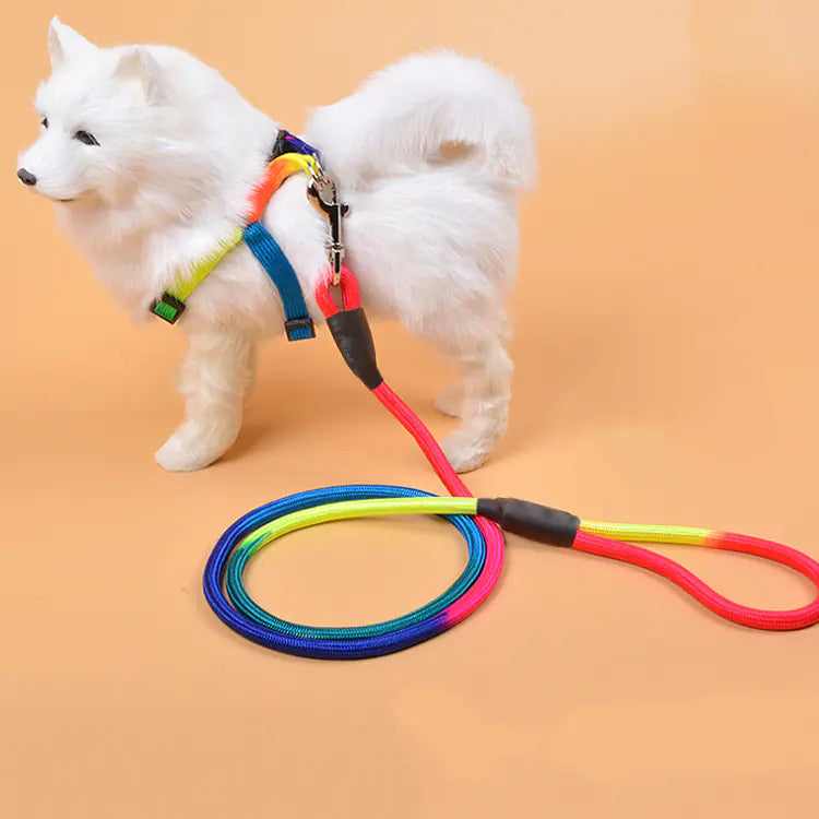 Dog Accessories