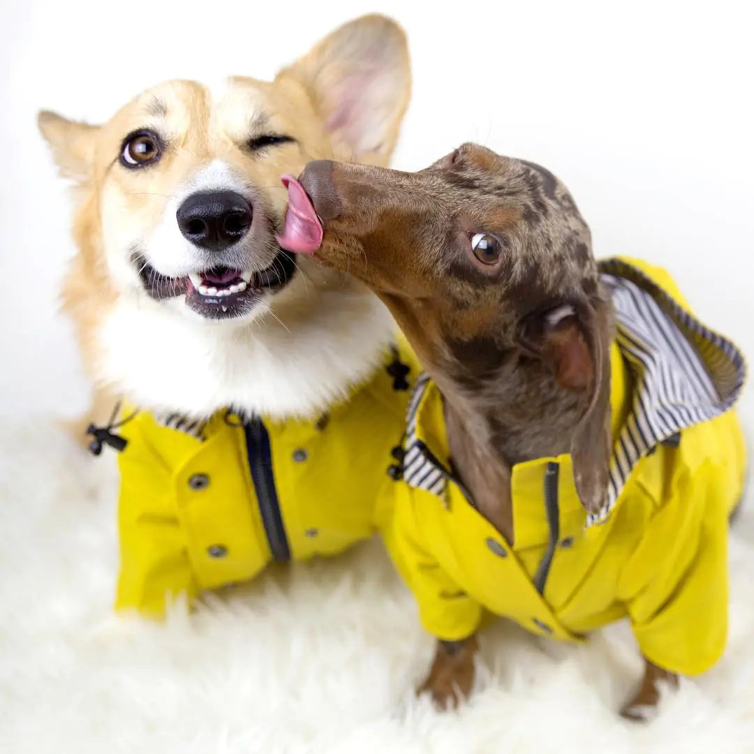 Dog Clothing