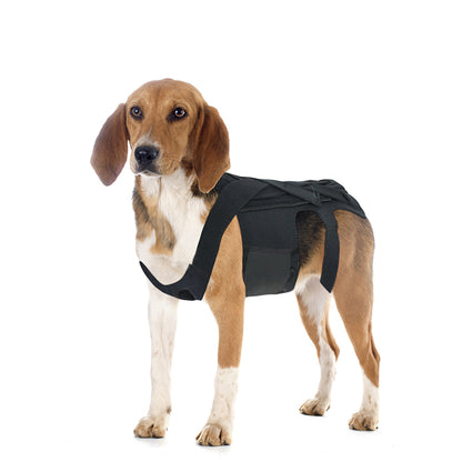 Dog Back Brace for IVDD, Arthritis, and Recovery