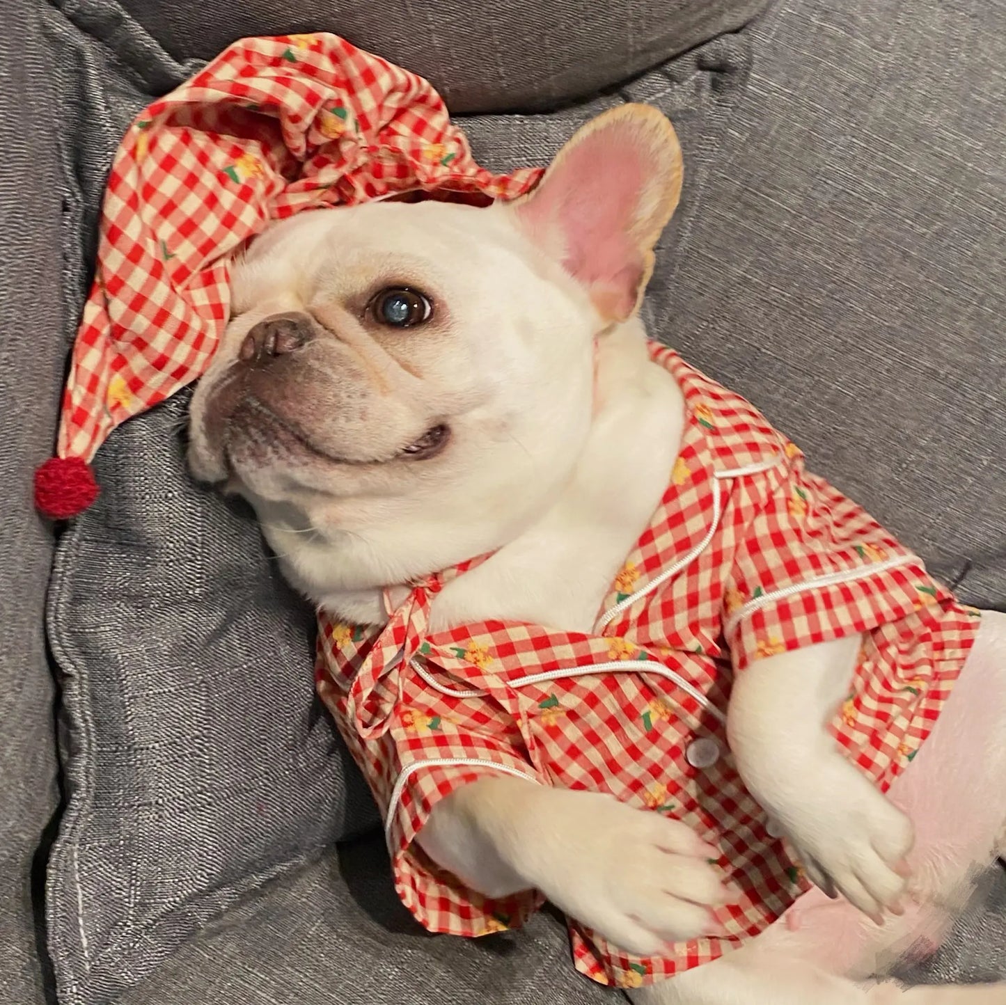 Teddy Schnauzer Clothing for Dogs and Cats